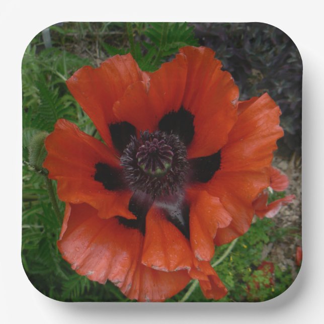 Oriental poppy    paper plate (Front)