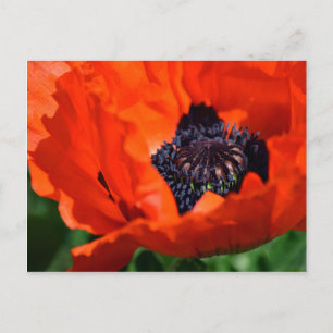Oriental Poppy Postcard