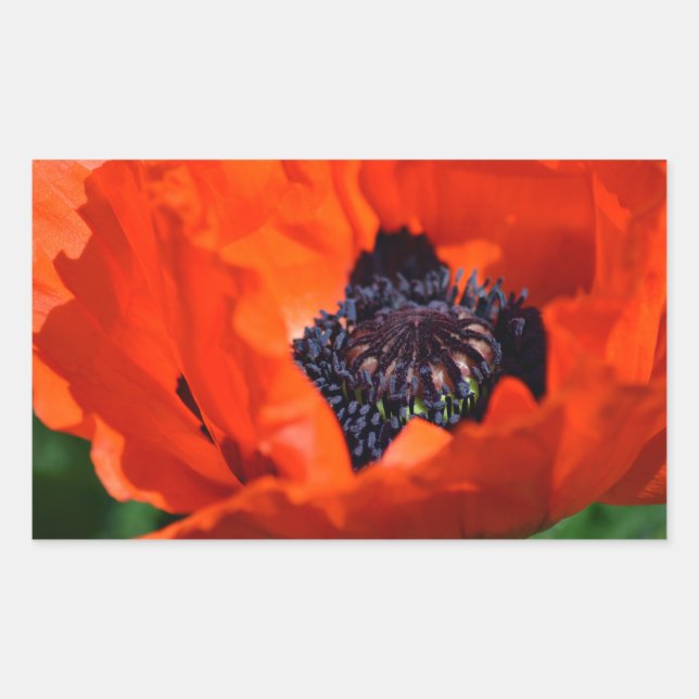 Oriental Poppy  Rectangular Sticker (Front)