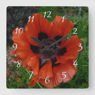 Oriental poppy     square wall clock