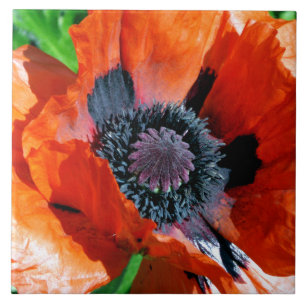 Oriental Red Poppy decorative tile