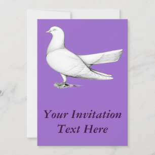 Oriental Roller Pigeon  Flying Type Invitation