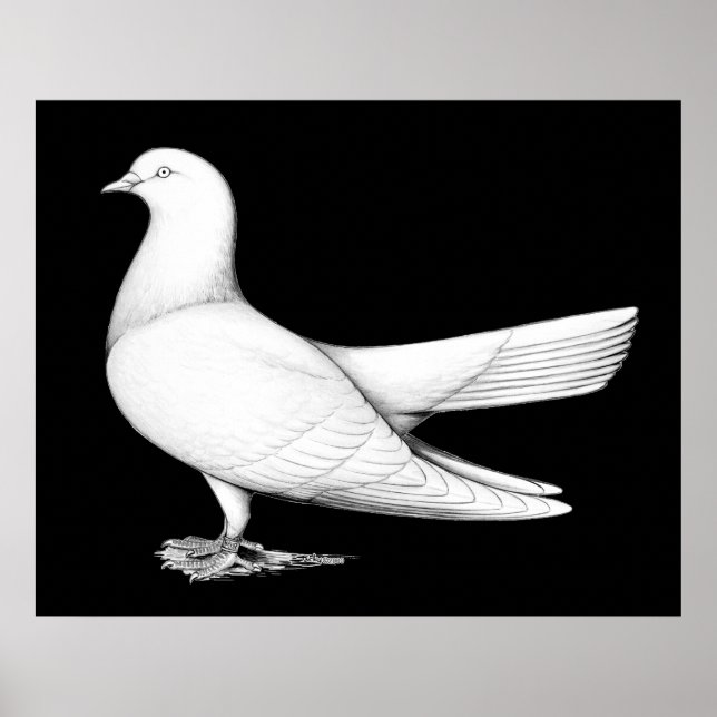 Oriental Roller Pigeon  Flying Type Poster (Front)
