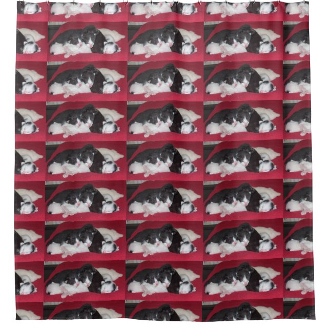 Oriental_shorthair_babies Shower Curtain (Front)