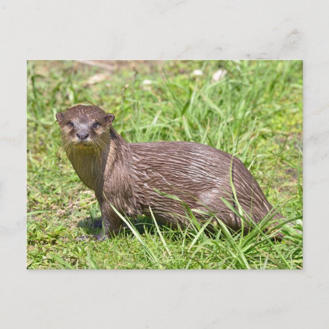 Oriental Small-clawed Otter in grass Holiday Postcard (Front)