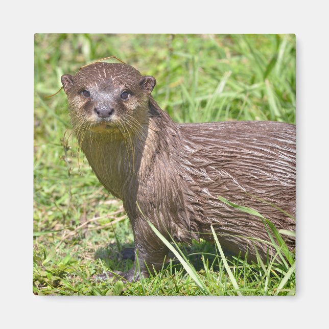 Oriental Small-clawed Otter in grass Magnet (Front)