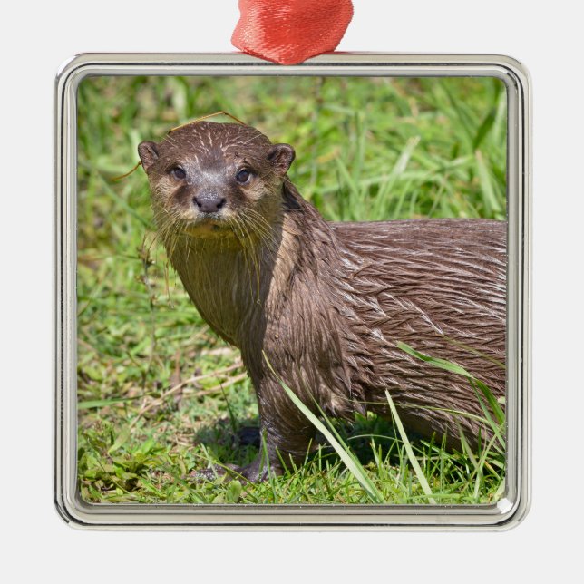 Oriental Small-clawed Otter in grass Metal Ornament (Front)