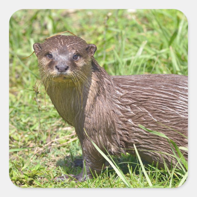 Oriental Small-clawed Otter in grass Square Sticker (Front)