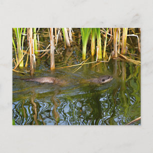 Oriental Small-clawed Otter swimming Holiday Postcard