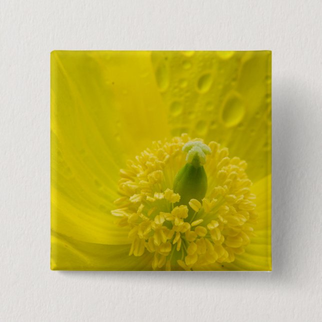 Oriental Yellow Poppy 15 Cm Square Badge (Front)