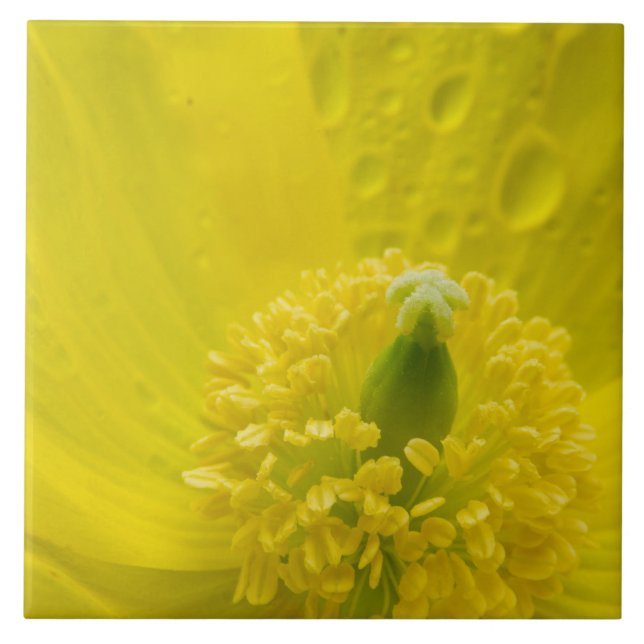 Oriental Yellow Poppy Ceramic Tile (Front)