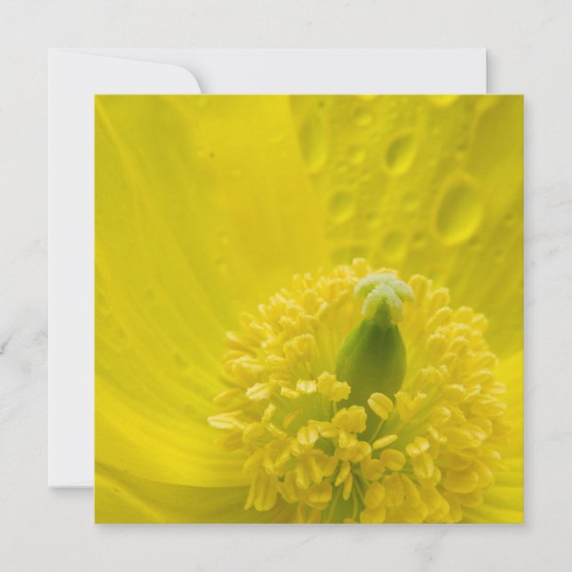 Oriental Yellow Poppy Invitation (Front)