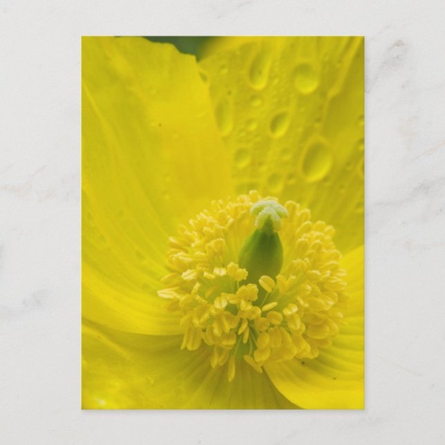 Oriental Yellow Poppy Postcard (Front)