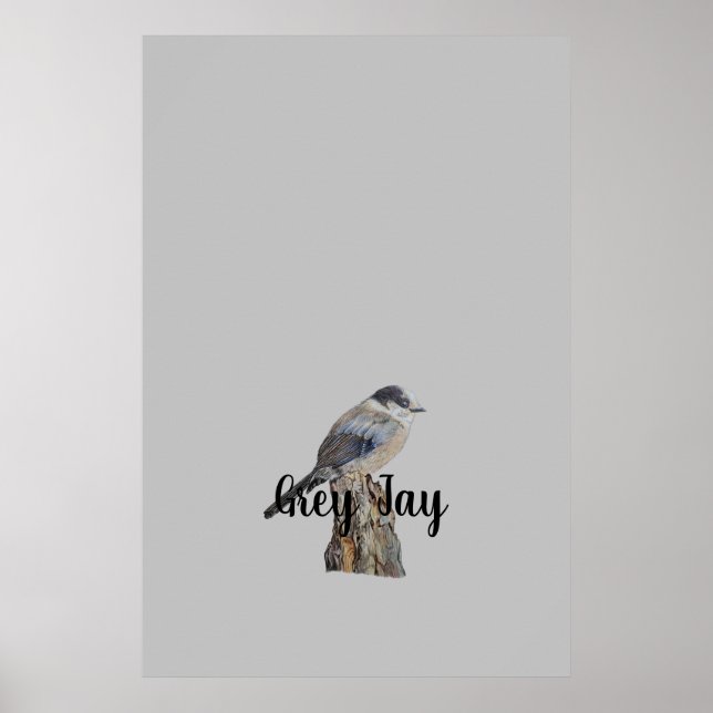 Original Art Grey Jay or Whiskey Jack Bird  Poster (Front)