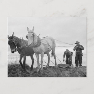 Original Organic Gardening, Old Farm Postcard