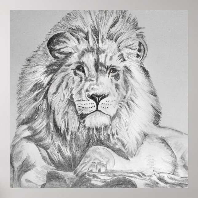 Original Pencil sketch Drawing of a Lion Poster (Front)
