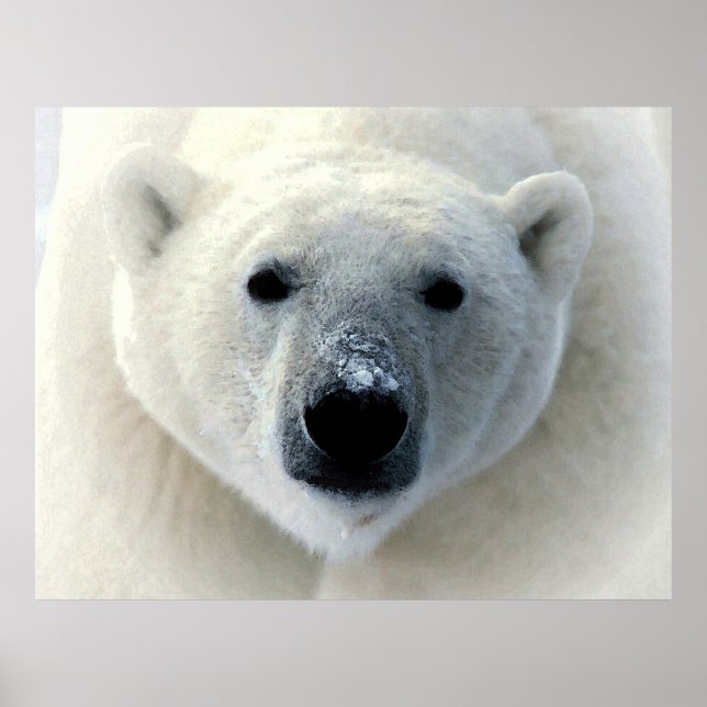 Original Polar Bear Photography Art Poster (Front)