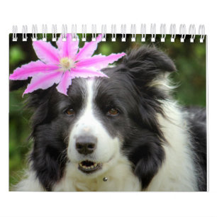 Original Unique Border Collie Dog Calendar