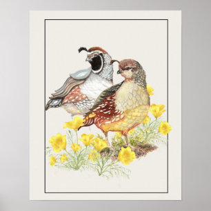 Original Watercolor California Quail Male & Female Poster