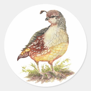 Original Watercolor Female California Quail- Bird Classic Round Sticker