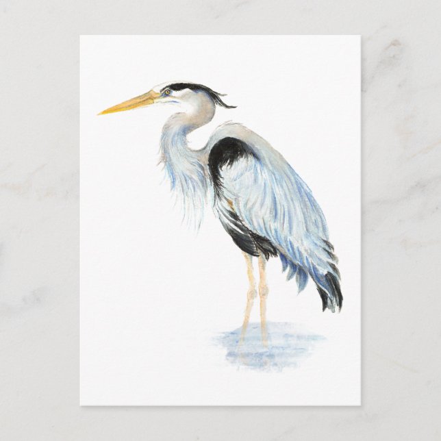 Original watercolor Great Blue Heron Bird Postcard (Front)