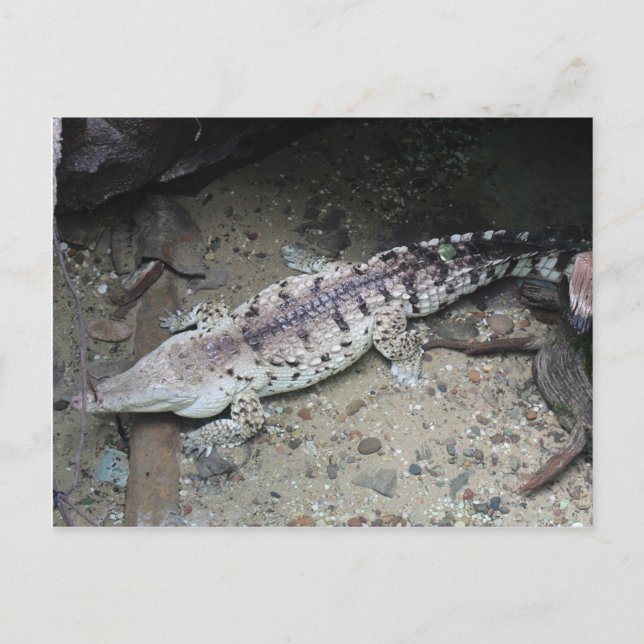 Orinoco Crocodile # 3 Postcard (Front)