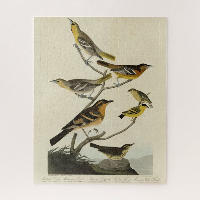 Orioles, Thrushes, from Audubon's Birds of America Jigsaw Puzzle (Vertical)