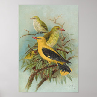Oriolus oriolus by Johann Friedrich Naumann Poster