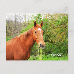 Orion horse animal postcard