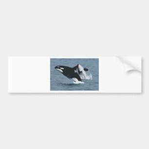 Orka Whale Bumper Sticker
