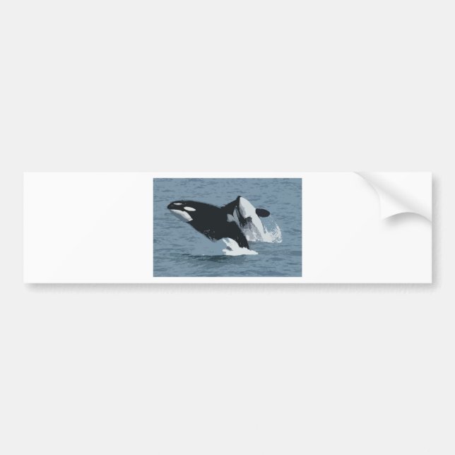 Orka Whale Bumper Sticker (Front)