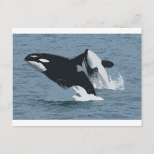 Orka Whale Postcard