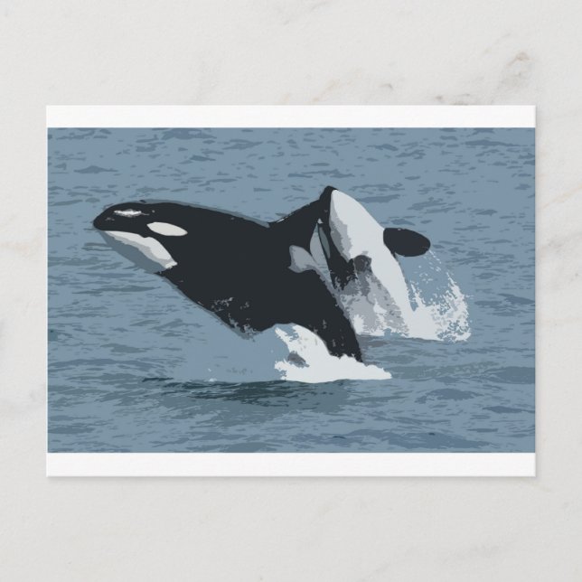 Orka Whale Postcard (Front)