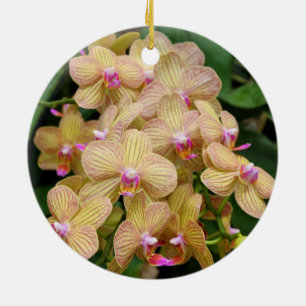 Ornament - Moth Orchid