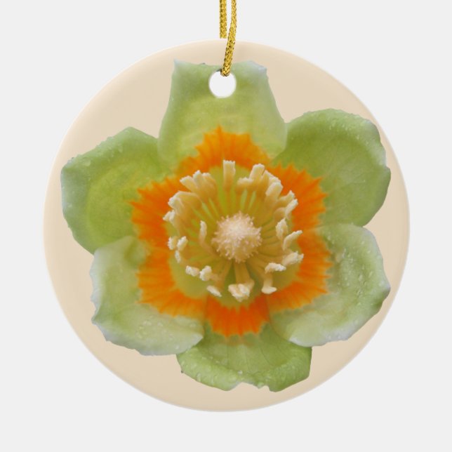 Ornament - Tulip Poplar Tulip on Cream (Front)
