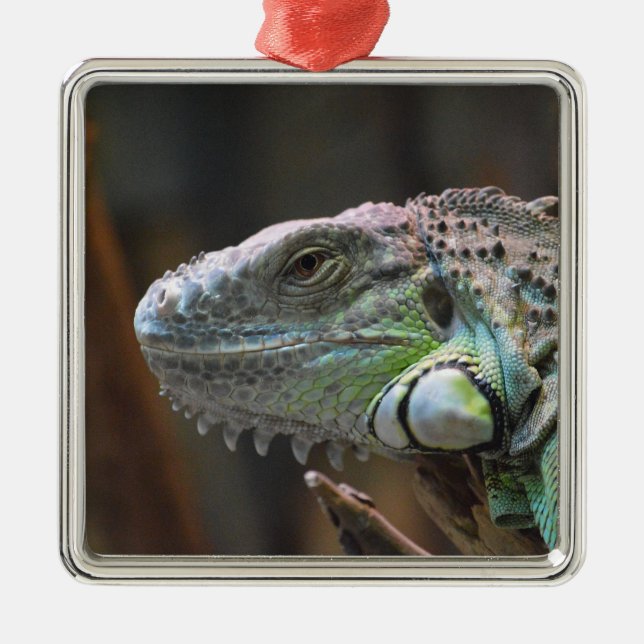 Ornament with head of colourful Iguana lizard (Front)