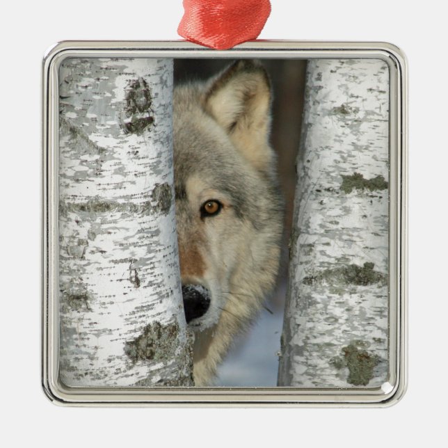ornament with pic of grey wolf in some birch trees (Front)