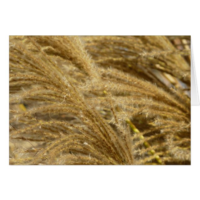 Ornamental Grasses in Fall (Front Horizontal)