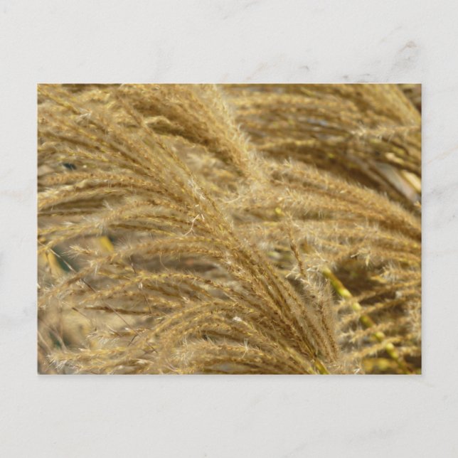 Ornamental Grasses in Fall Postcard (Front)