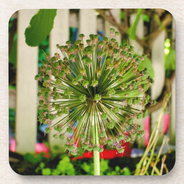 Ornamental Onion  Coaster (Front)