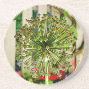Ornamental Onion Coaster