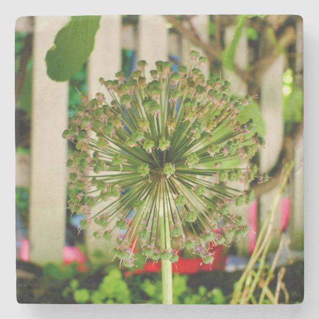 Ornamental Onion  Stone Coaster (Front)