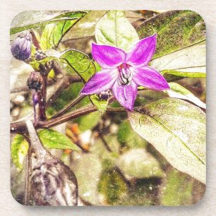 Ornamental Peppers Coaster