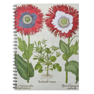 Ornamental Poppies, from the 'Hortus Eystettensis' Notebook