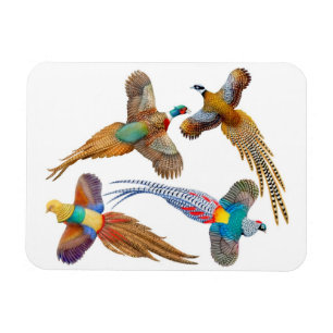 Ornamental Wild Pheasant Birds Premium Magnet