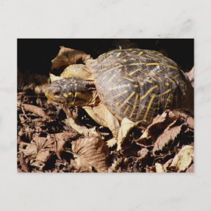 Ornate Box Turtle Postcard