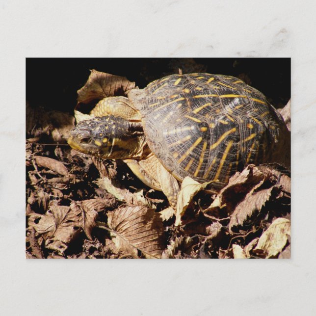 Ornate Box Turtle Postcard (Front)