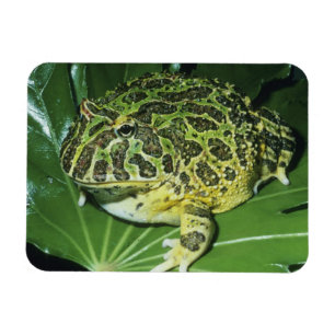 Ornate Horned Frog, (Ceratophrys ornata), Magnet