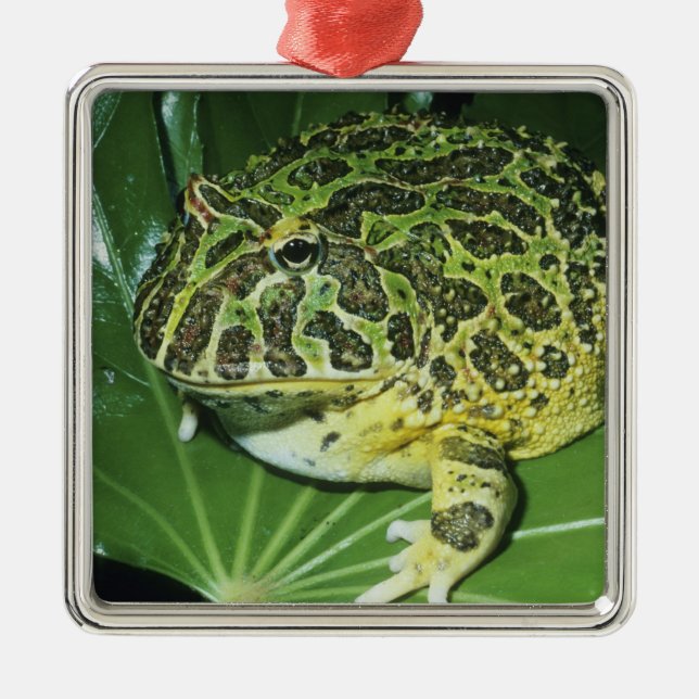 Ornate Horned Frog, (Ceratophrys ornata), Metal Ornament (Front)