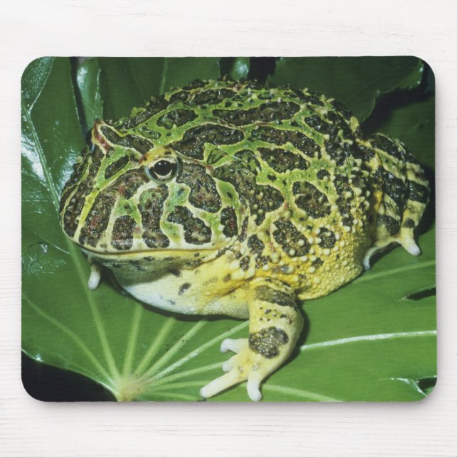 Ornate Horned Frog, (Ceratophrys ornata), Mouse Pad (Front)